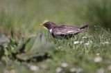 Drozd obrożny Turdus torquatus)