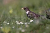 Drozd obrożny Turdus torquatus)