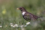 Drozd obrożny Turdus torquatus)