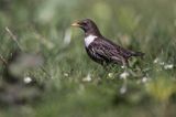 Drozd obrożny Turdus torquatus)