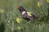 Drozd obrożny Turdus torquatus)