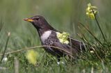 Drozd obrożny Turdus torquatus)