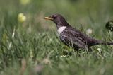 Drozd obrożny Turdus torquatus)