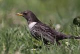 Drozd obrożny Turdus torquatus)