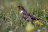 Drozd obrożny Turdus torquatus)