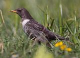 Drozd obrożny Turdus torquatus)