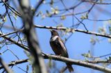 Drozd obrożny, Turdus torquatus