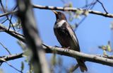 Drozd obrożny, Turdus torquatus