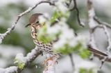 Drozd śpiewak, śpiewak, Turdus philomelos