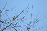 Droździk, drozd rdzawoboczny, Turdus iliacus