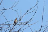 Droździk, drozd rdzawoboczny, Turdus iliacus