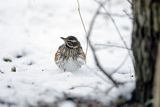 Droździk, drozd rdzawoboczny, Turdus iliacus