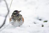 Droździk, drozd rdzawoboczny, Turdus iliacus