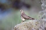 Drzemlik, Falco columbarius, samica
