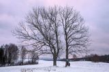 dwa drzewa, Bieszczady