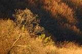 drzewa na stoku Otryt, Bieszczady