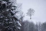 Zima, samotne drzewo