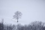 Zima, samotne drzewo