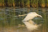 Łabędź niemy, Cygnus olor