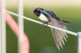 Dymówka, jaskółka dymówka, Hirundo rustica