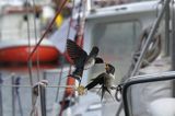 jaskółka dymówka, Hirundo rustica, karmienie