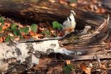 Dzięcioł białogrzbiety, Dendrocopos leucotos, samiec