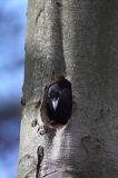 dzięcioł czarny przy dziupli, Dryocopus martius the black woodpecker, Dryocopus martius