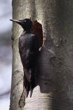 dzięcioł czarny przy dziupli, Dryocopus martius the black woodpecker, Dryocopus martius