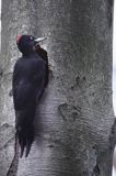 dzięcioł czarny przy dziupli, Dryocopus martius the black woodpecker, Dryocopus martius