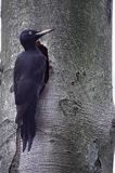 dzięcioł czarny przy dziupli, Dryocopus martius the black woodpecker, Dryocopus martius