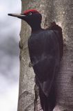 dzięcioł czarny przy dziupli, Dryocopus martius the black woodpecker, Dryocopus martius