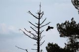 dzięcioł czarny, Dryocopus martius i kwiczoł, Turdus pilaris