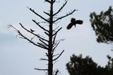 dzięcioł czarny, Dryocopus martius i kwiczoł, Turdus pilaris
