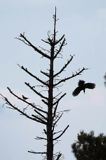 dzięcioł czarny, Dryocopus martius i kwiczoł, Turdus pilaris