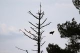 dzięcioł czarny, Dryocopus martius i kwiczoł, Turdus pilaris