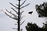 dzięcioł czarny, Dryocopus martius i kwiczoł, Turdus pilaris