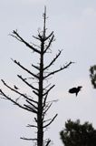 dzięcioł czarny, Dryocopus martius i kwiczoł, Turdus pilaris