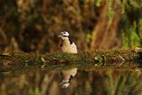 Dzięcioł pstry duży, Dendrocopos major, odbicie w wodzie