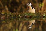 Dzięcioł pstry duży, Dendrocopos major, odbicie w wodzie