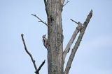 Dzięcioł średni, Dendrocopos medius































































































































































































































































































































































































































































































































































































































































































































































































fot. Agnieszka & Włodek Bilińscy



łania, łanie