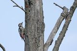 Dzięcioł średni, Dendrocopos medius































































































































































































































































































































































































































































































































































































































































































































































































fot. Agnieszka & Włodek Bilińscy



łania, łanie