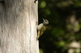 dzięcioł zielonosiwy Picus canus