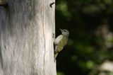 dzięcioł zielonosiwy Picus canus