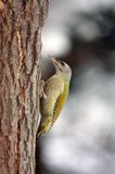 dzięcioł zielonosiwy Picus canus