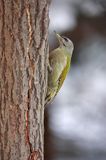 dzięcioł zielonosiwy Picus canus