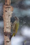 dzięcioł zielonosiwy Picus canus