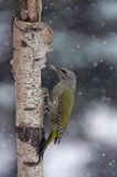 dzięcioł zielonosiwy Picus canus