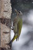 dzięcioł zielonosiwy Picus canus