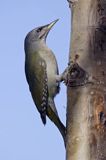 dzięcioł zielonosiwy Picus canus samica