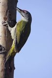 dzięcioł zielonosiwy Picus canus samiec